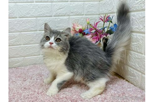 成約済の東京都のラガマフィン-113629の3枚目